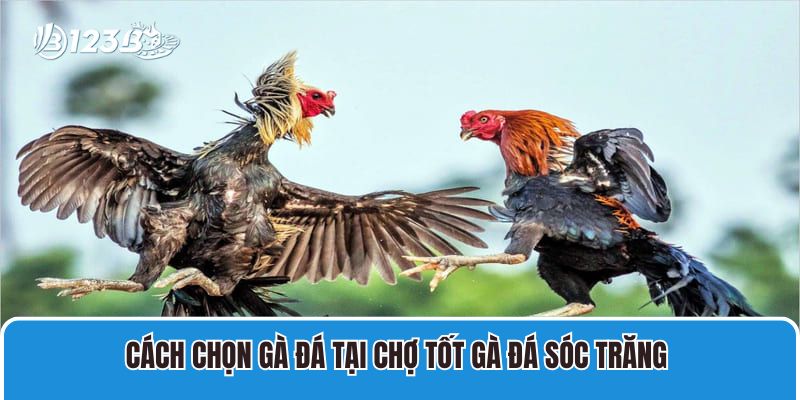 Chợ Tốt Gà Đá Sóc Trăng Mua Bán Gà Chọi, Gà Đá Giá Rẻ 1 Cách chọn gà đá tại chợ tốt gà đá Sóc Trăng