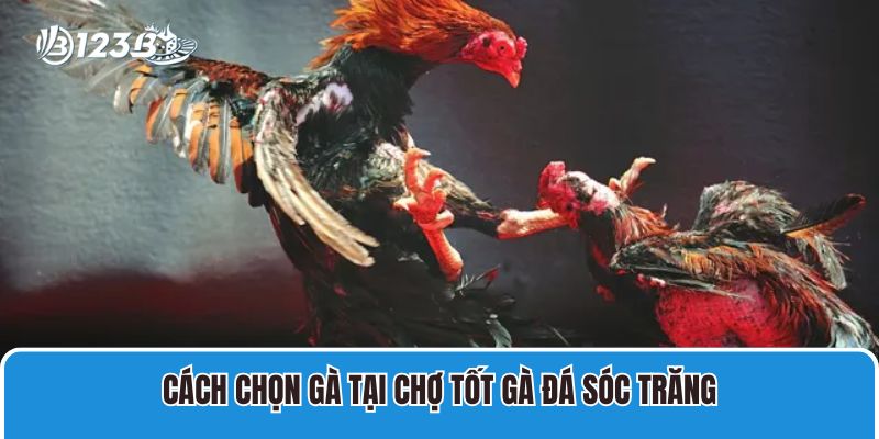 Chợ Tốt Gà Đá Sóc Trăng Mua Bán Gà Chọi, Gà Đá Giá Rẻ 2 Cách chọn gà tại chợ tốt gà đá Sóc Trăng