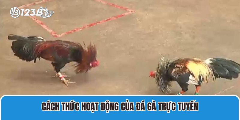 Đá Gà SV388 Trực Tiếp 123B Chính Thức Thưởng Khủng Nhất 3 Cách thức hoạt động của đá gà trực tuyến