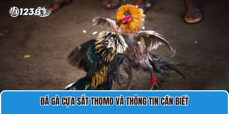 Đá Gà Cựa Sắt Thomo Trực Tiếp Tại Campuchia Mới Nhất 1 Đá gà cựa sắt Thomo và thông tin cần biết