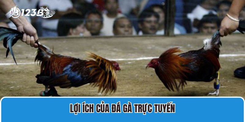 Đá Gà SV388 Trực Tiếp 123B Chính Thức Thưởng Khủng Nhất 4 Lợi ích của đá gà trực tuyến