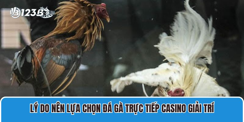 Đá Gà Trực Tiếp Casino Live Savan, CPC1 Sắc Nét, Thưởng Lớn 3 Lý do nên lựa chọn đá gà trực tiếp casino giải trí